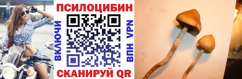 Псилоцибиновые грибы Cubensis  Бирюч 